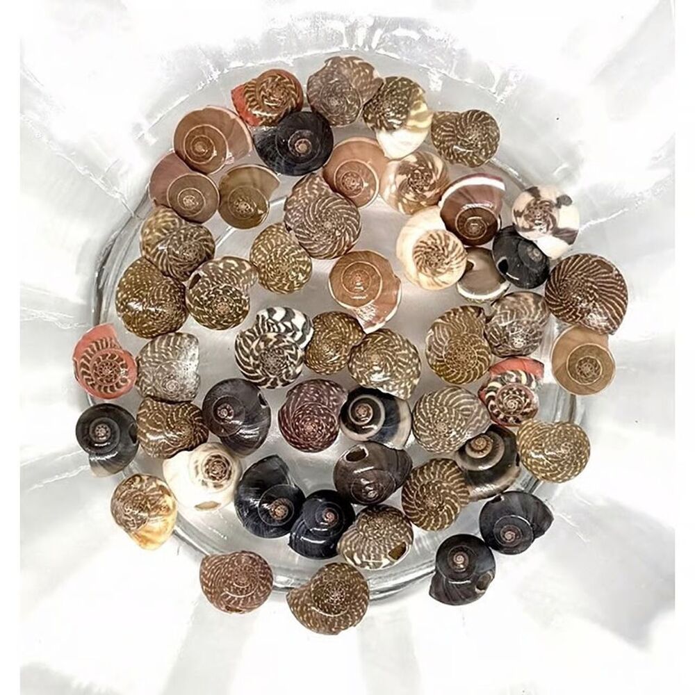 50pcs Beads for Jewelry #21275 Natural Sea Shell